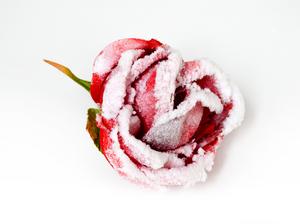 Ruža kvet zasnežená