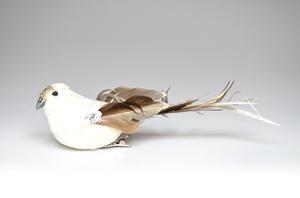 Vtáčik biely