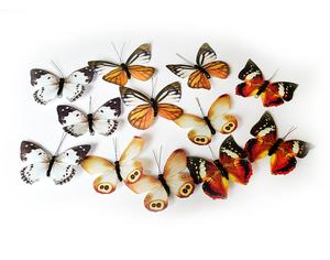 Motýle na štipci, 4 druhy