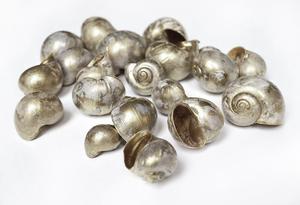 Šnečí ulity Šnečí ulity