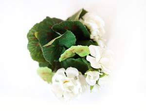 Muškát biely Muškát biely