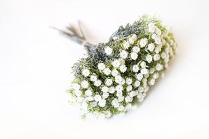 Gypsofila zväzok Gypsofila zväzok