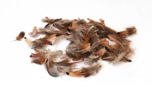 Pierka bažantia Pierka bažantia