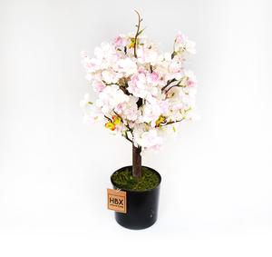 Čerešňa strom Čerešňa strom