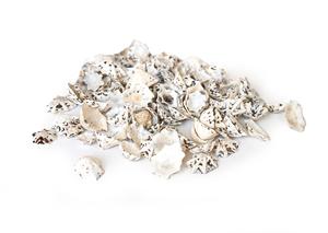 Mušličky mini Mušličky mini