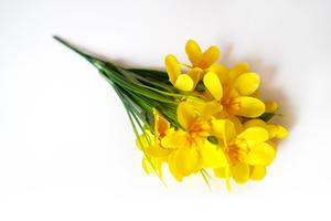 Narciska zväzok Narciska zväzok