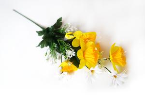 Narciska a margaretka Narciska a margaretka