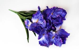 Kytica Iris Kytica Iris