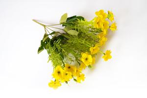 Pryšec chvoljka Pryšec chvoljka