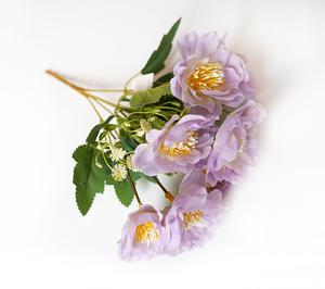 Ruža divoká Ruža divoká