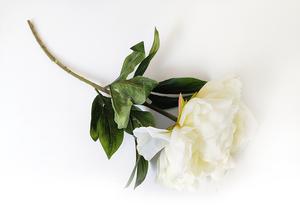 Pivoňka krémová 63 cm Pivoňka krémová 63 cm