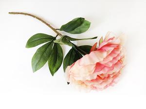 Pivoňka růžová 63 cm Pivoňka růžová 63 cm