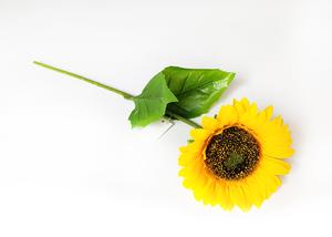 Slnečnica Slnečnica