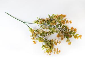 Eukalyptus vetva Eukalyptus vetva