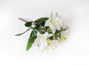 Ľalia kytica Ľalia kytica