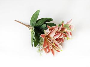 Ľalia kytica Ľalia kytica