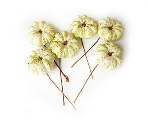 Tekvica zápich, bielozelená Tekvica zápich, bielozelená