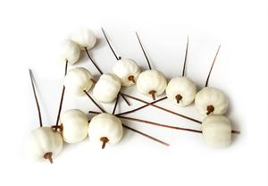 Tekvica zápich, biela Tekvica zápich, biela