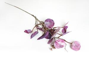 Eukalyptus vetva Eukalyptus vetva