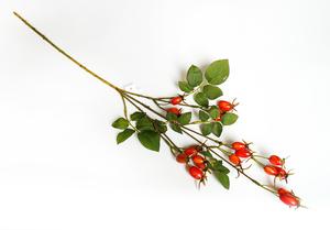 Šípok vetva Šípok vetva