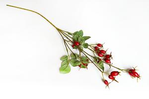 Šípok vetva Šípok vetva