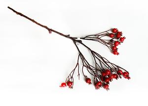 Šípok vetva Šípok vetva