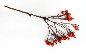 Šípok vetva Šípok vetva