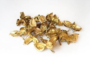 Bavlník zlatý Bavlník zlatý