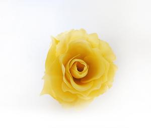 Ruže kvet Ruže kvet