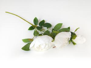 Pivonka Pivonka