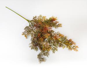 Tôje vetva Tôje vetva