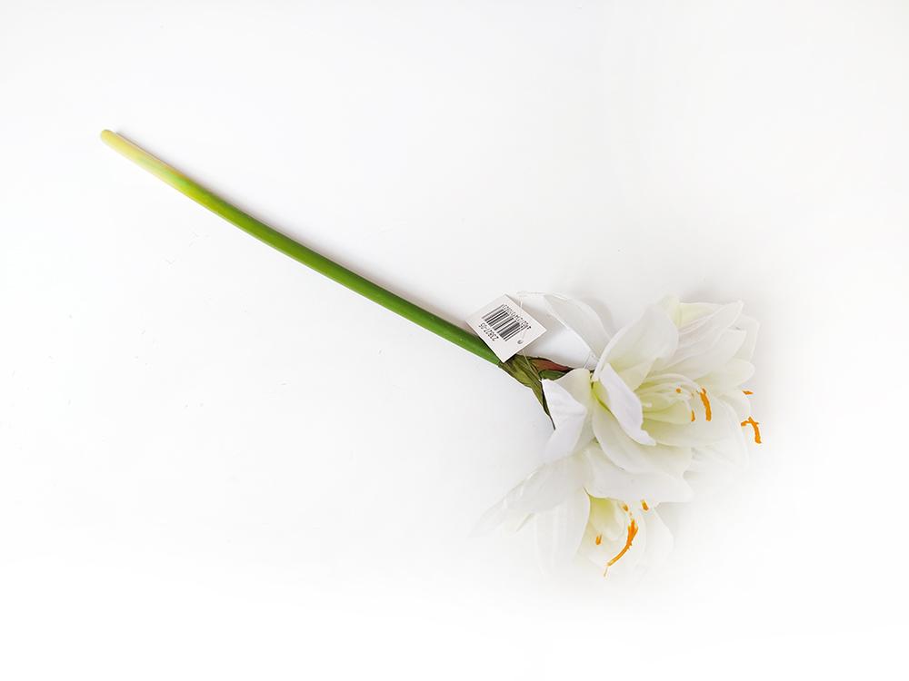 Amarylis bílá 50 cm Amarylis bílá 50 cm