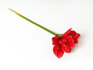 Amarylis červená  50 cm Amarylis červená  50 cm