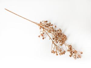 Gypsophila Gypsophila