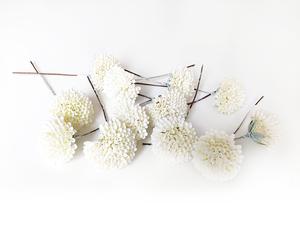 Rozchodník - Sedum Rozchodník - Sedum