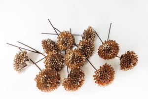 Rozchodník - Sedum Rozchodník - Sedum