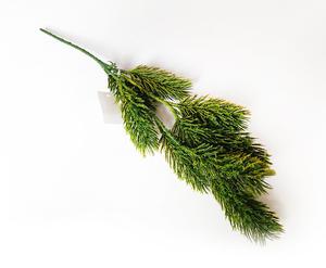 Smrek vetva Smrek vetva