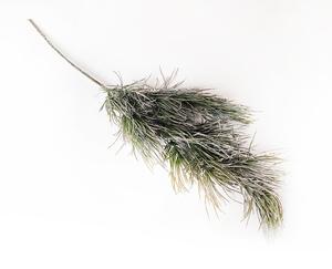 Borovica vetva Borovica vetva