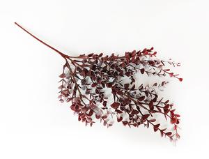 Eukalyptus vetva Eukalyptus vetva