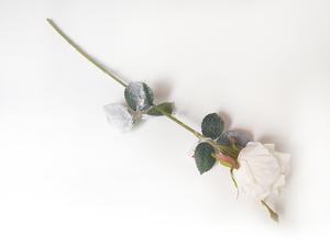 Ruža zasnežená Ruža zasnežená