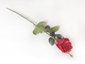 Ruža zasnežená Ruža zasnežená