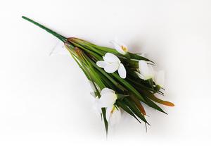 Snežienka Snežienka