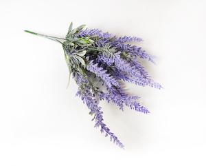 Levanduľa Levanduľa