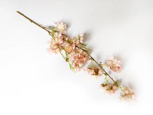 Čerešňa vetva Čerešňa vetva