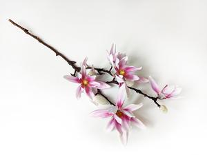 Magnólia vetva Magnólia vetva