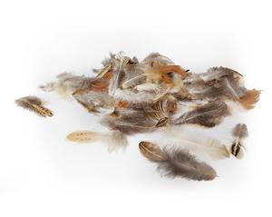 Pierka dekoratívne Pierka dekoratívne