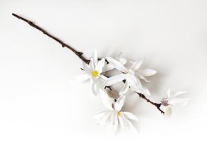 Magnólia vetva Magnólia vetva